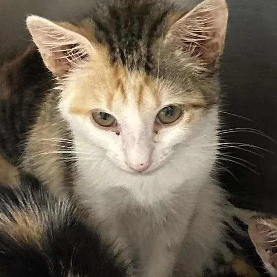 A baby small-sized female Calico Domestic Short Hair cat named Banana Smoothie at Elyria for adoption in Elyria, OH