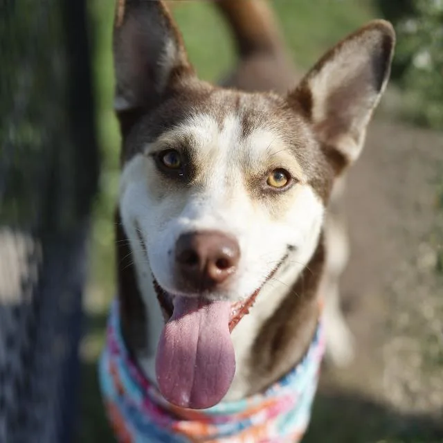 A young medium-sized male Husky dog named Astro for adoption in San Antonio, TX