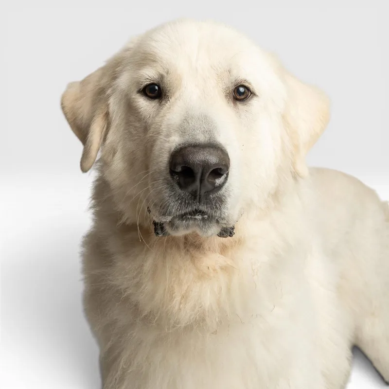 A young extra large-sized male Great Pyrenees dog named Sultan for adoption in Richardson, TX