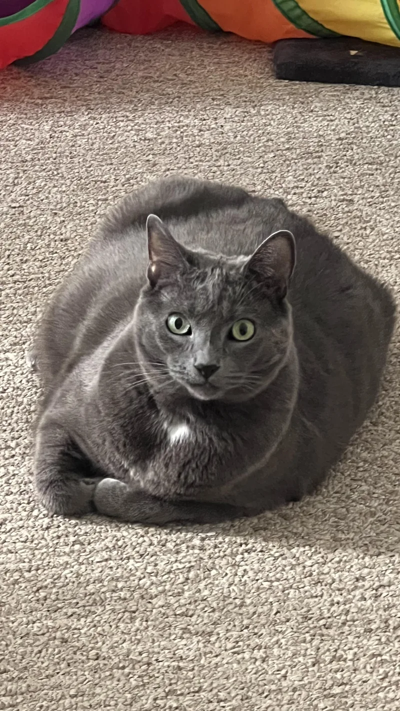 An adult extra large-sized male Domestic Short Hair cat named Goro for adoption in Los Angeles, CA