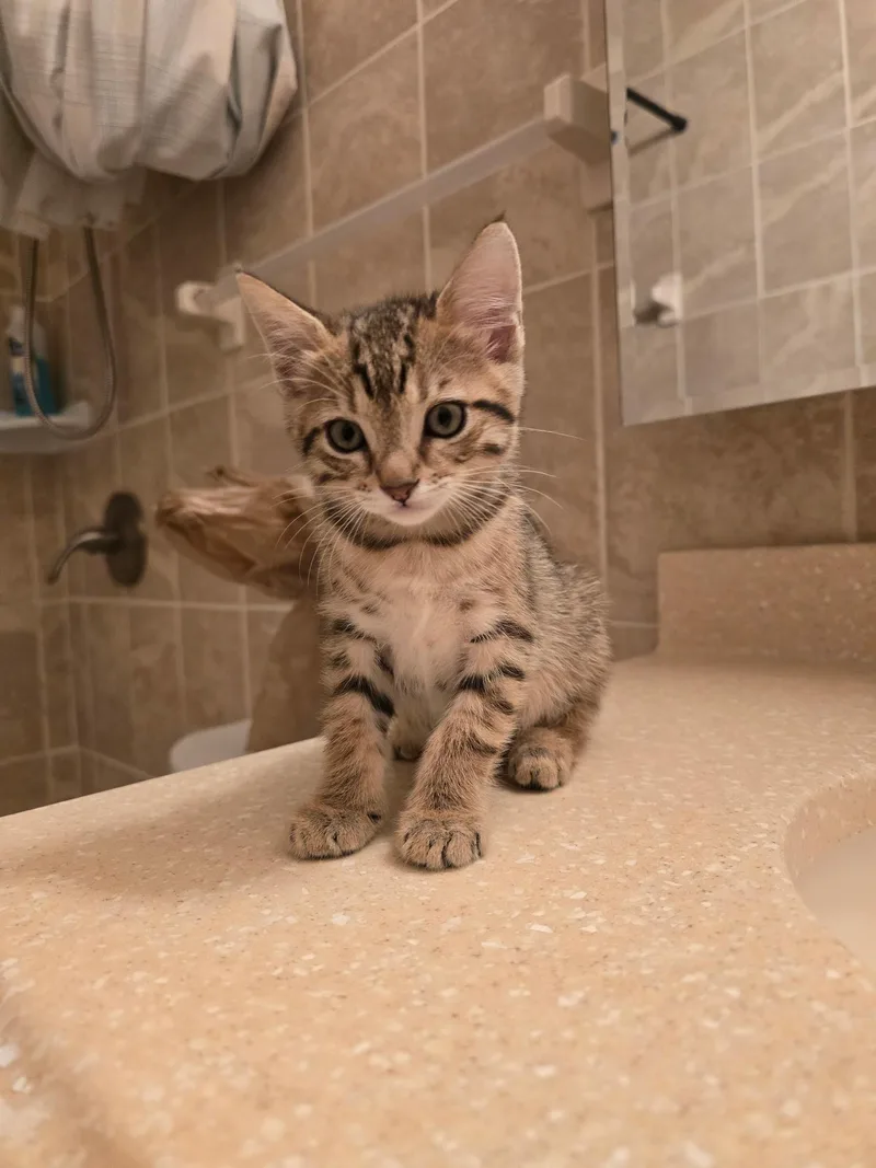 A baby small-sized female Domestic Short Hair cat named Goldie for adoption in Delray Beach, FL
