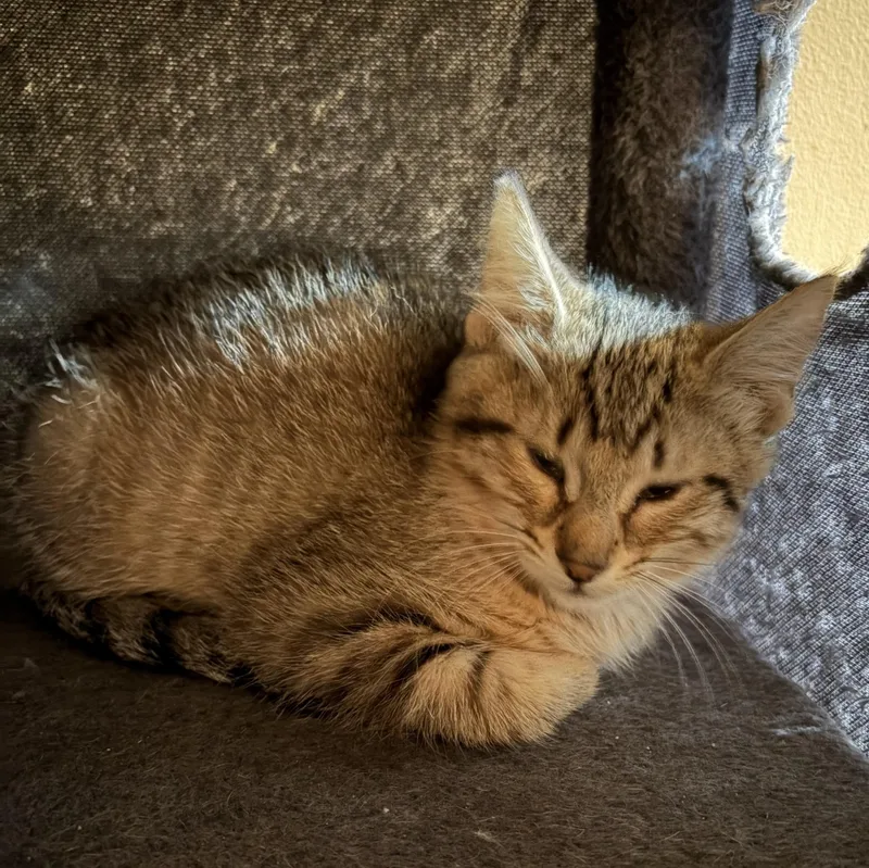 A baby small-sized female Tabby (Brown / Chocolate) Domestic Medium Hair cat named Mystic for adoption in Mineral Point, WI
