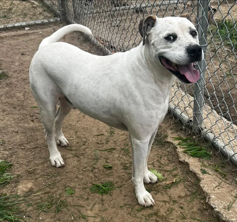 An adult medium-sized male Pit Bull Terrier dog named Furby for adoption in Pryor, OK