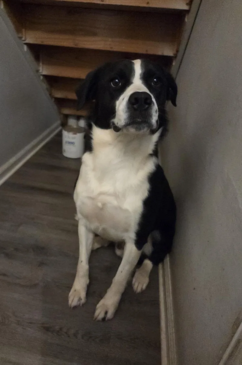 A young medium-sized male Black Australian Shepherd dog named Max for adoption in Kannapolis, NC