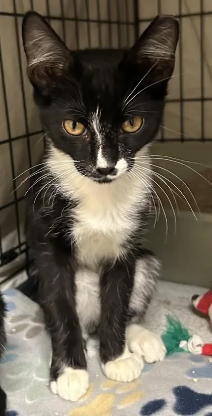 An adult small-sized male Domestic Short Hair cat named Sparrow for adoption in Phoenix, AZ