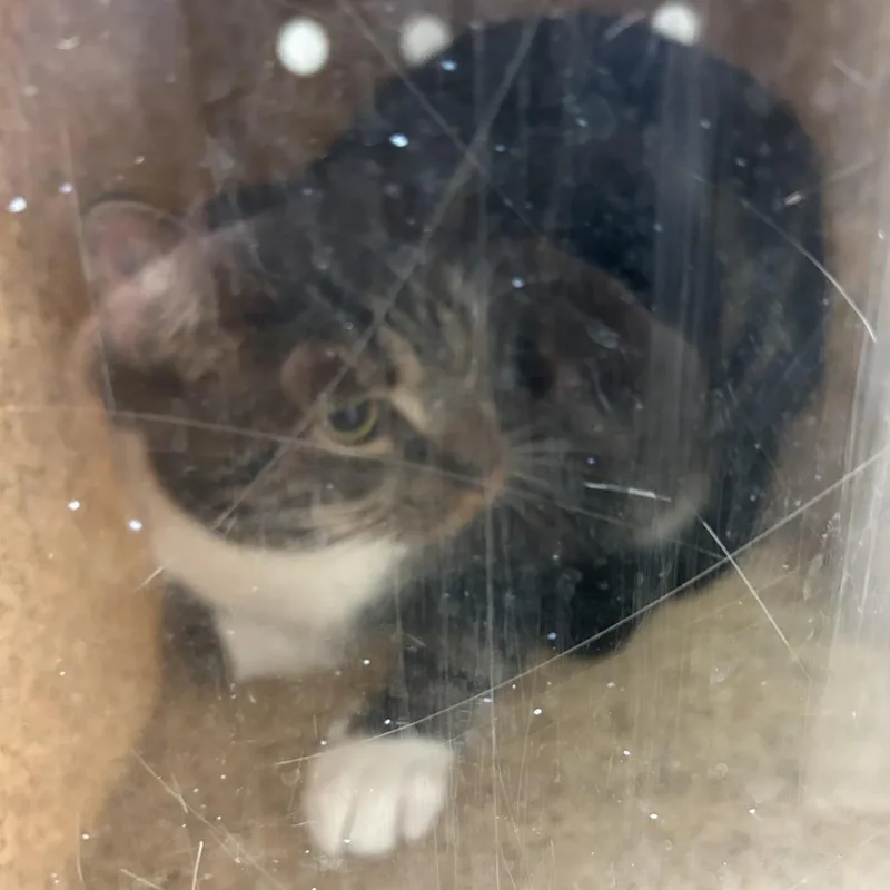 An adult large-sized female Calico Domestic Short Hair cat named Valentina for adoption in Philadelphia, PA