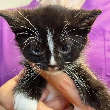 A baby small-sized male Domestic Short Hair cat named Gobi for adoption in Cincinnati, OH