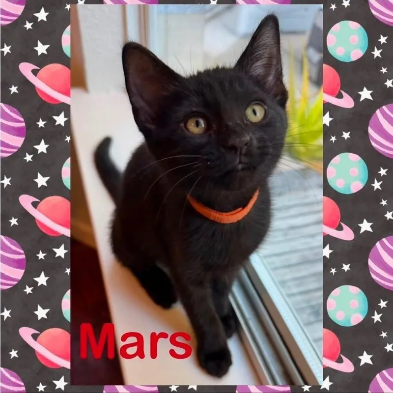 A baby small-sized male Black Domestic Short Hair cat named Mars for adoption in Orangevale, CA