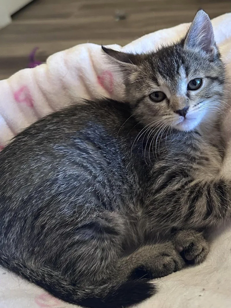A baby medium-sized female Tabby cat named Angelique for adoption in Napa, CA