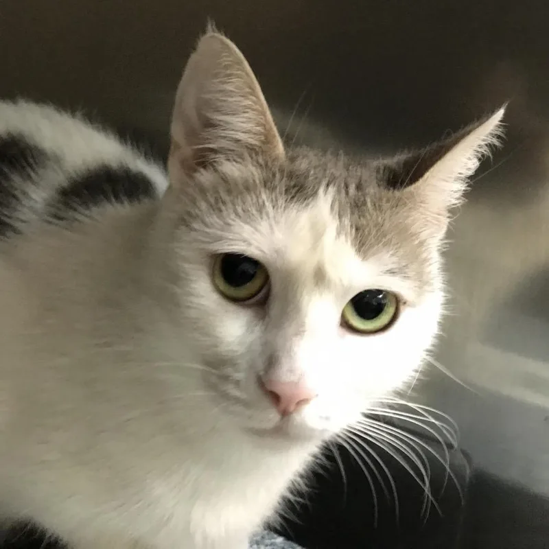 A young medium-sized female White Domestic Short Hair cat named Pamegranate for adoption in Newark, NJ