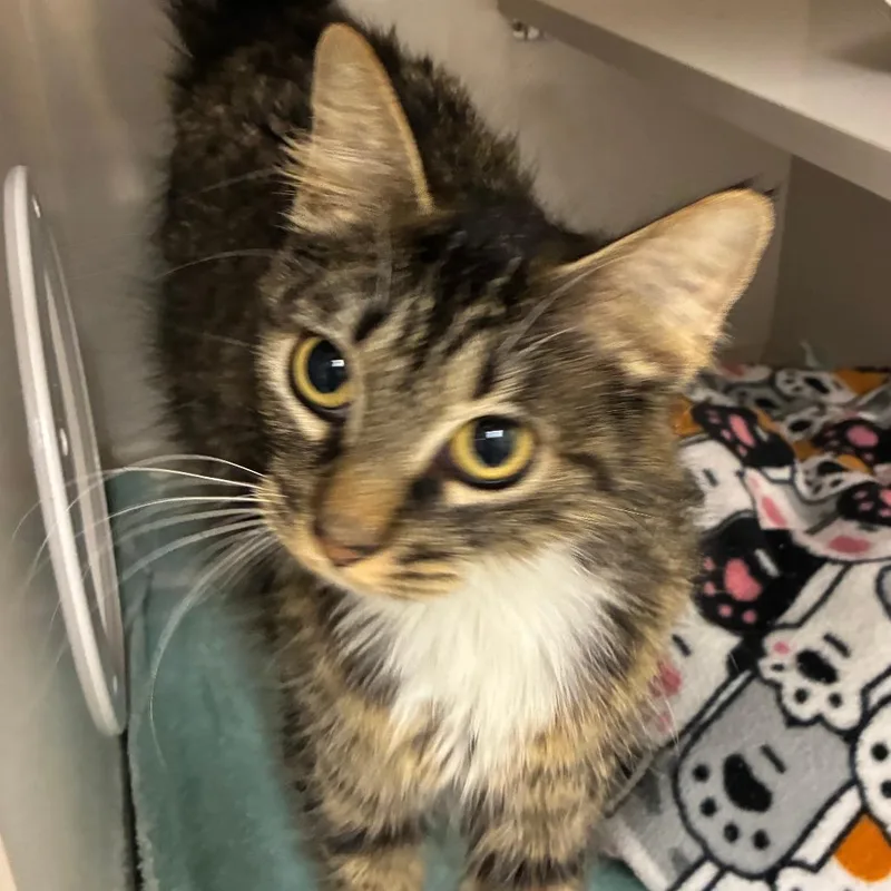 An adult medium-sized female Brown / Chocolate Domestic Medium Hair cat named Liliana for adoption in Redwood City, CA