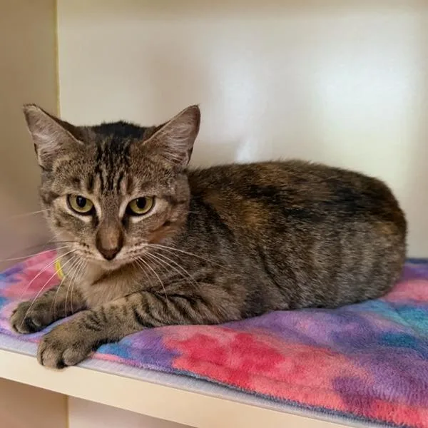 An adult medium-sized female Tortoiseshell Domestic Short Hair cat named Georgia for adoption in Green Bay, WI