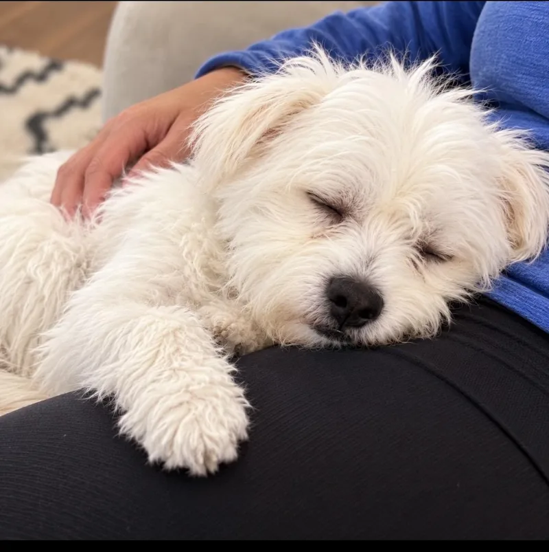 A young small-sized male Mixed Breed dog named Yeti Pounds of for adoption in Houston, TX