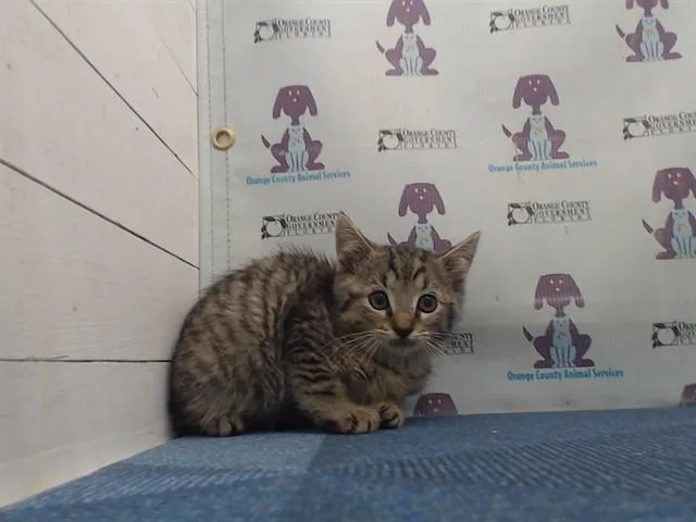 A baby small-sized female Domestic Short Hair cat named Crackle for adoption in Orlando, FL