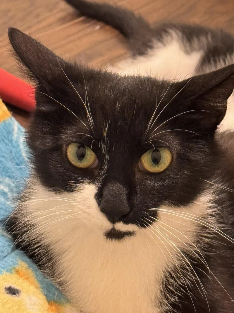 An adult medium-sized female Domestic Short Hair cat named Stella for adoption in Evergreen, CO