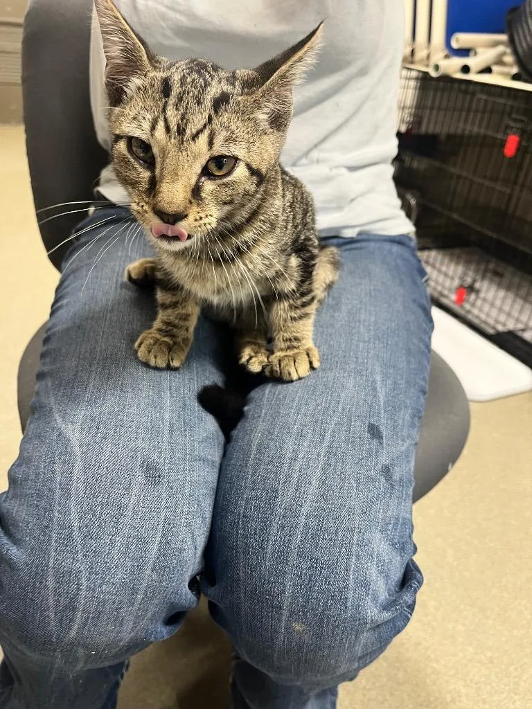 A baby medium-sized male Domestic Short Hair cat named Rudy for adoption in Hopkinsville, KY