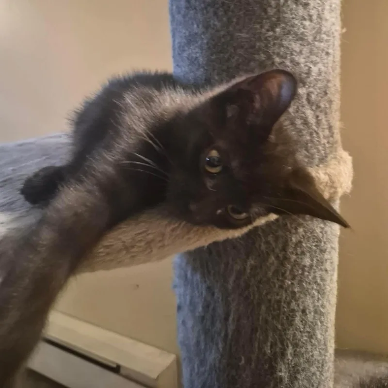 A baby medium-sized male Black Domestic Short Hair cat named Stitch for adoption in Greensburg, PA
