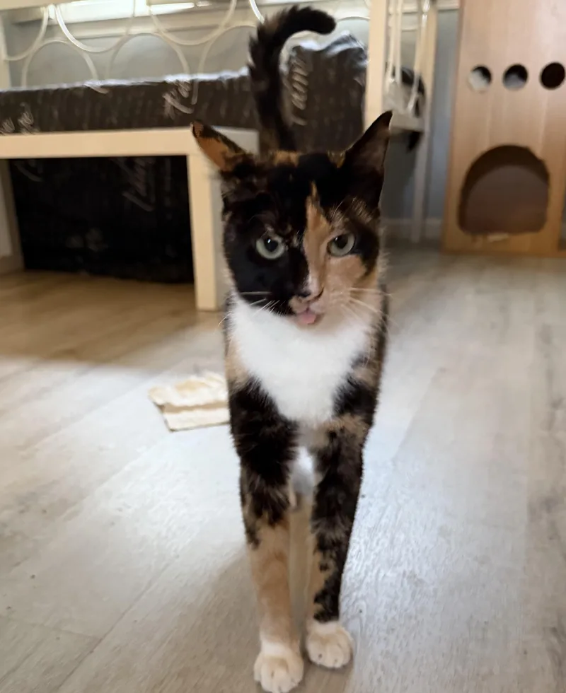 An adult medium-sized female Calico Domestic Short Hair cat named Janey for adoption in Bellmawr, NJ