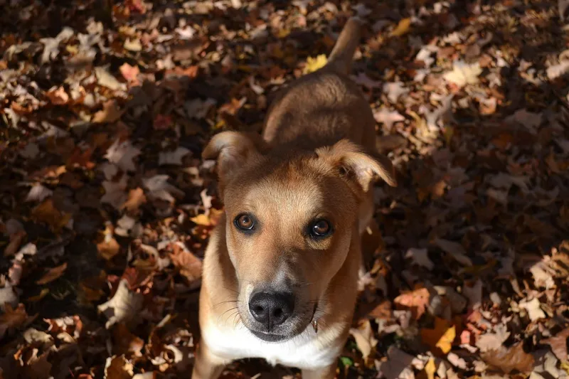 A young medium-sized male Golden Hound dog named Deja Boo for adoption in Chardon, OH