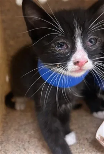 A baby small-sized male Domestic Short Hair cat named Mickey Two for adoption in Riverside, CA