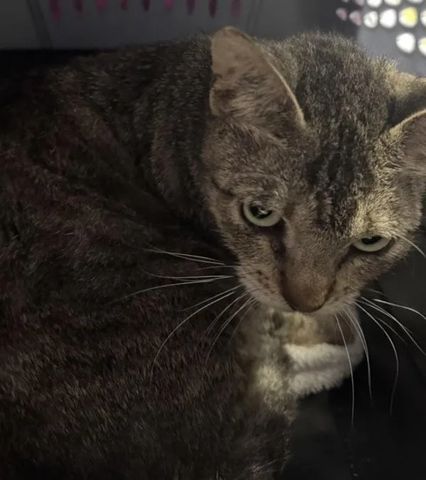 An adult medium-sized female Domestic Short Hair cat named Gina for adoption in Escondido, CA