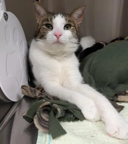 An adult medium-sized male Domestic Short Hair cat named Casper for adoption in Fishers, IN