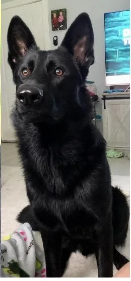A young large-sized male German Shepherd Dog dog named Sammy for adoption in Gilbert, SC