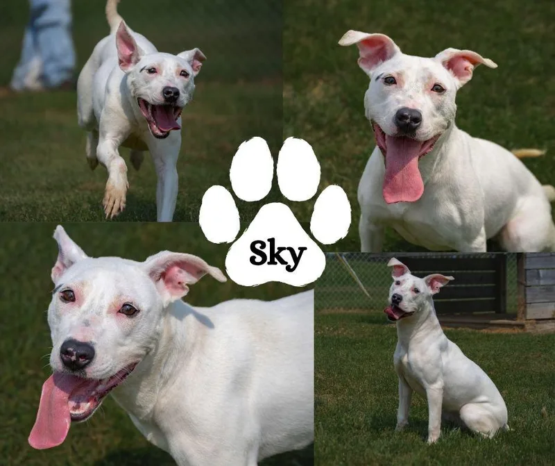 An adult medium-sized female White / Cream Pit Bull Terrier dog named Sky for adoption in Winchester, KY