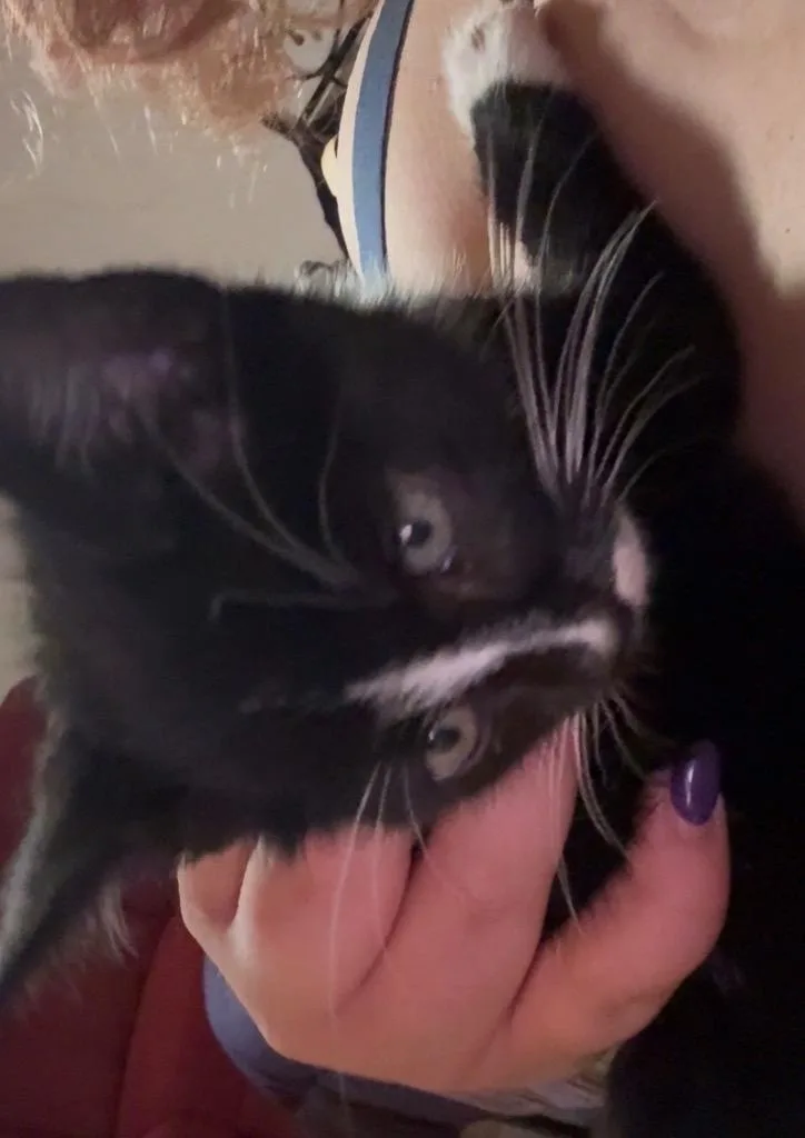 A baby medium-sized male Domestic Short Hair cat named Handsome for adoption in Pomona, NY