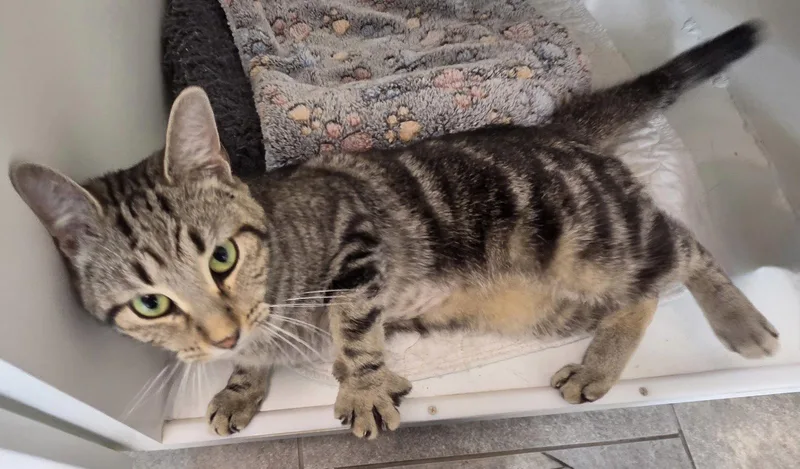 A young medium-sized female Domestic Short Hair cat named Marson for adoption in Satellite Beach, FL