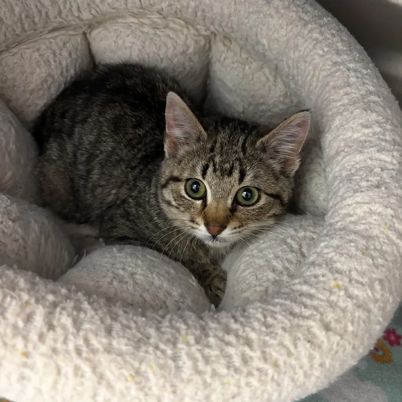 A baby small-sized male Gray / Blue / Silver Domestic Short Hair cat named Scotch for adoption in Detroit Lakes, MN