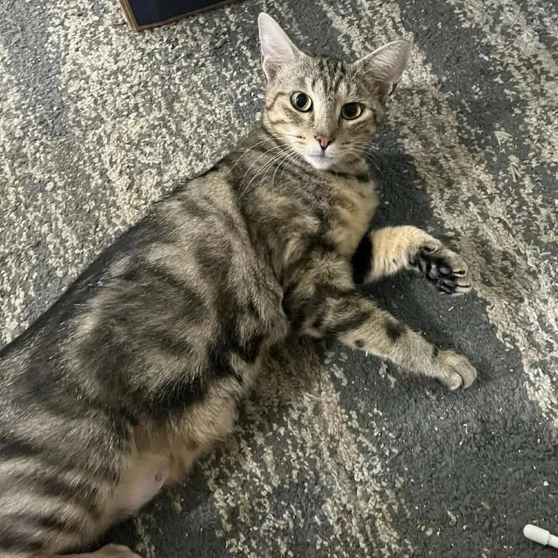 A young small-sized female Gray / Blue / Silver Domestic Short Hair cat named Jinxy for adoption in Greenville, PA