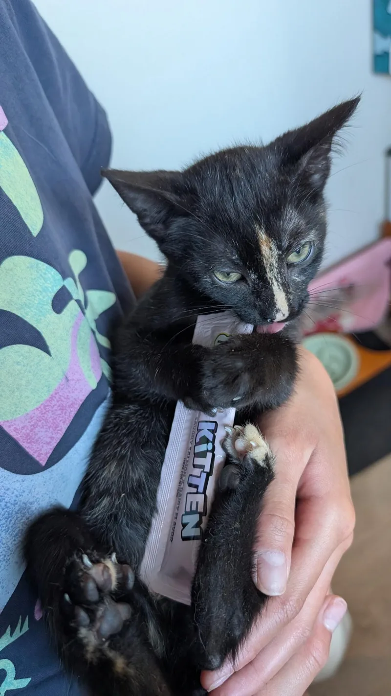 A young medium-sized female Tortoiseshell cat named Mocha for adoption in Redwood City, CA