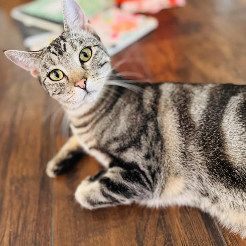 A young small-sized female Gray / Blue / Silver Domestic Short Hair cat named Zoe for adoption in Los Angeles, CA
