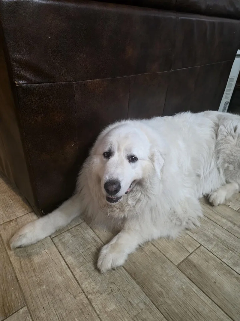 Samson thumbnail 3