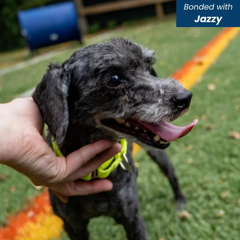 An adult small-sized male Black Miniature Poodle dog named Shadow for adoption in Baltimore, MD