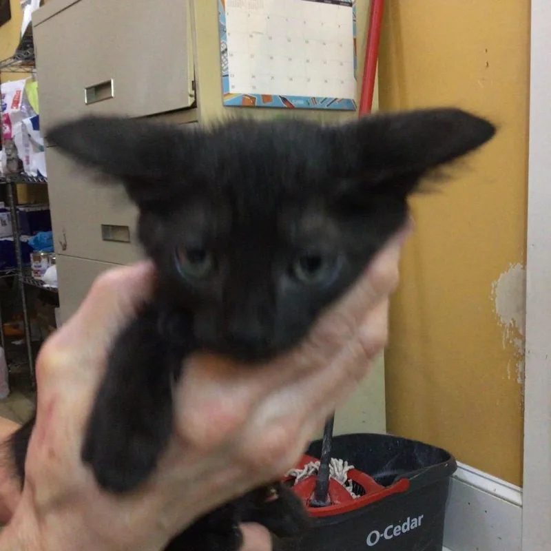A baby small-sized male American Bobtail cat named Chase for adoption in New Orleans, LA