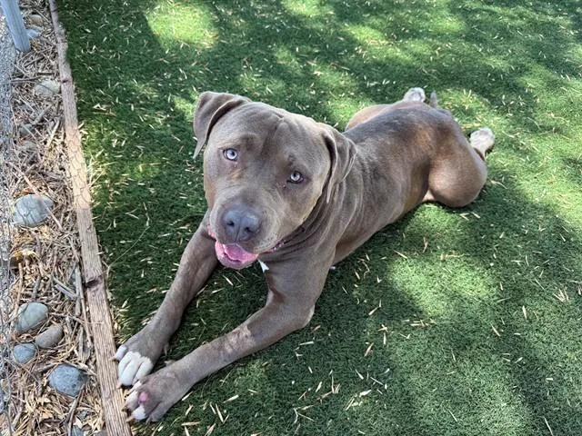 A young extra large-sized male Mastiff dog named Knox for adoption in Antioch, CA