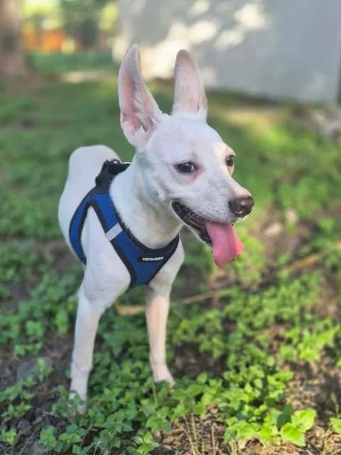 A baby small-sized female White / Cream Chihuahua dog named Bitsy for adoption in Vernon, CT