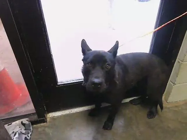 A young large-sized female Siberian Husky dog named Beef Cake for adoption in Tulsa, OK