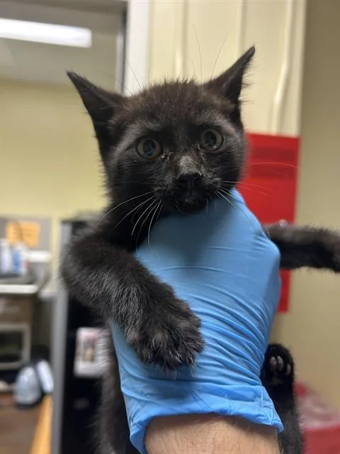 A baby small-sized male Domestic Short Hair cat named Victoria for adoption in Sacramento, CA