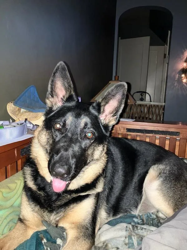 An adult large-sized female German Shepherd Dog named Estelle for adoption in Cuyahoga Falls, OH