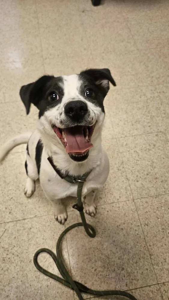 A young medium-sized female Tricolor (Brown, Black, & White) Australian Cattle Dog / Blue Heeler dog named Lele for adoption in Sedalia, CO