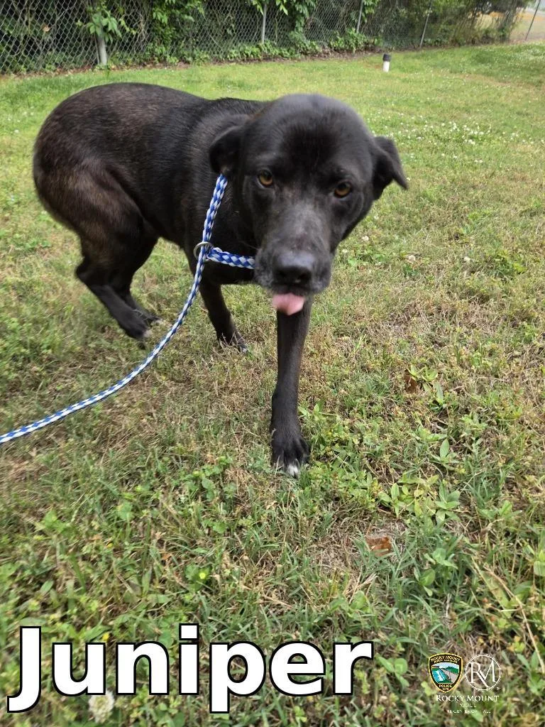 An adult medium-sized female Labrador Retriever dog named Juniper for adoption in Rocky Mount, NC