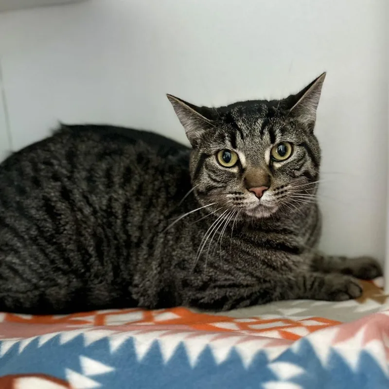 An adult large-sized male Brown / Chocolate Domestic Short Hair cat named Obi for adoption in Matteson, IL