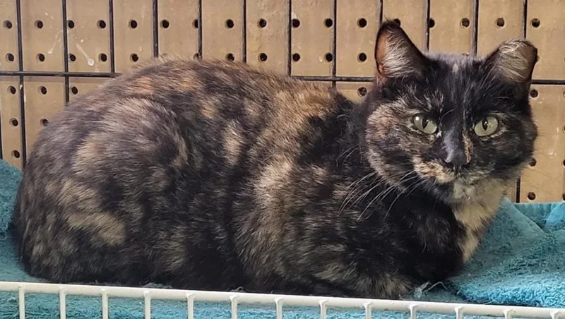 A young medium-sized female Domestic Short Hair cat named Antoinette for adoption in St. Louis, MO