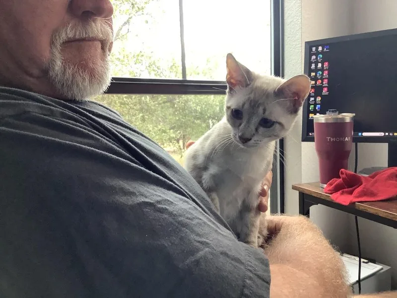 A baby medium-sized male Siamese cat named B.e. for adoption in Austin, TX