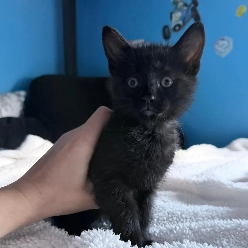 A baby small-sized male White Domestic Short Hair cat named Tadpole for adoption in Normal, IL