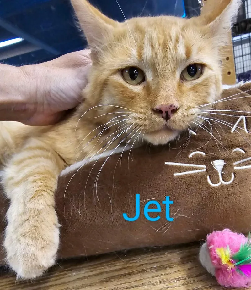 Jet