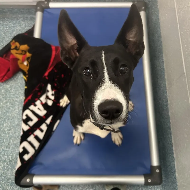 A young medium-sized female Black Mixed Breed dog named Monique for adoption in Greensboro, NC